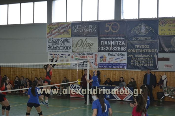 volley _1ogel-kassandra107